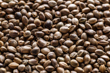 Many Cannabis seeds. Macro detail of marijuana seed.Hemp seeds background in macro.Medicinal cannabis.top view