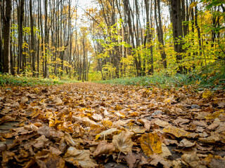 autumn park with paths covered with yellow leaves