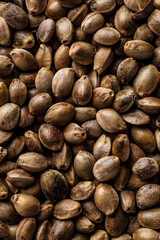 Many Cannabis seeds. Macro detail of marijuana seed.Hemp seeds background in macro.Medicinal cannabis.top view
