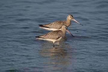 Close-up of a black-tailed godwit Limosa Limosa wader birds foraging in the water. Selective sharpness depth