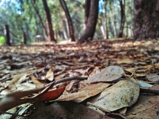 autumn leaves in the forest