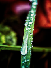 water drop on a grass