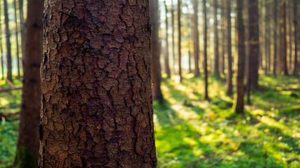 Sonnenaufgang im Herbstwald