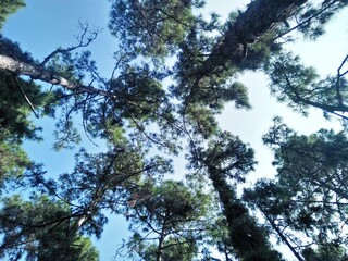 trees in the sky