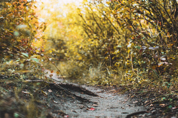 Low angle view of a forest pathway with autumn leaves on the ground, colourful fall season