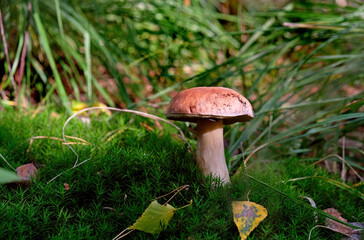Cep