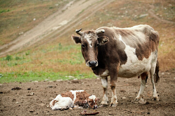 Cow and cub newborn calf in the pasture, close-up portrait.