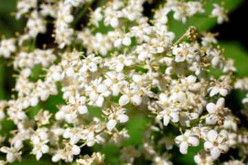 Nahaufnahme einer Holunderblüte (Sambucus nigra)