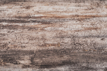 Plain wooden texture. Tree log wood texture