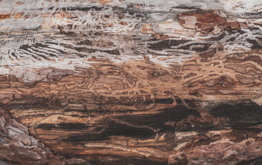 Textured wooden pattern. Tree log with insect marks texture