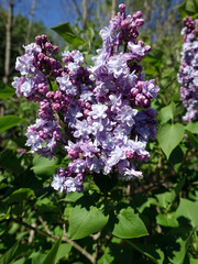 lila Blüten des Gemeiner Flieder