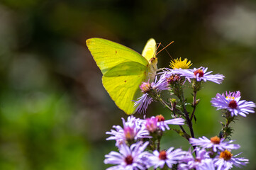 Yellow Butterfly on Blue Flowers facing forward right