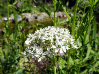 Schwarzer Lauch  (Allium nigrum), blühende Pflanze im Garten