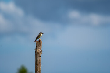 Eastern Phoebe sitting on top of dead tree