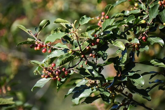 Branches with fruits of Frangula alnus, commonly known as alder buckthorn or breaking buckthorn.