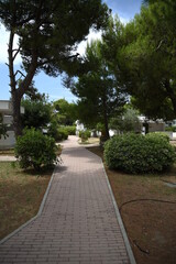 Pines Near the Path by Morning Near the Houses