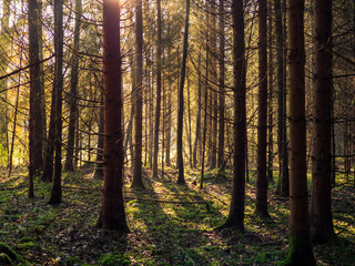 Obraz premium Sonnenaufgang im Herbstwald