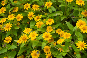 yellow flowers in the garden