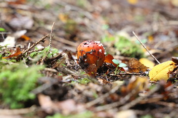 Closeup of amanita muscaria mushroom in forest