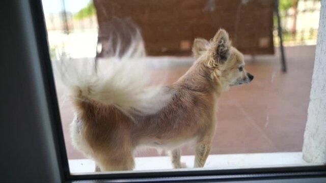 Chihuahua outside the window waving its tail. High quality 4k footage.