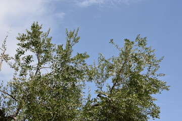 Olive Tree with Summer Blue Sky Background