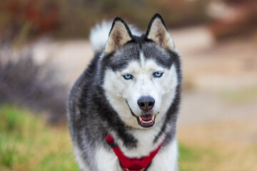 Husky face walking in the park