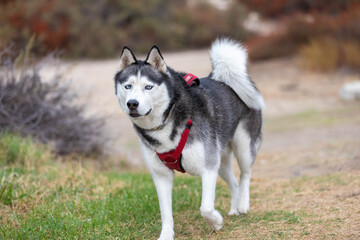 Siberian husky walking in the park