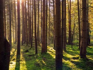 Sonnenaufgang im Herbstwald