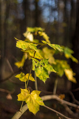 Yellow maple leaves on a branch, vertical view
