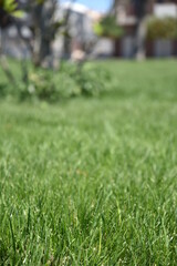 Beautiful Sunny Grass by Morning at Summer