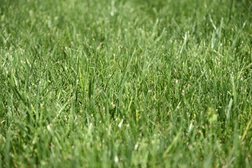 Beautiful Sunny Grass by Morning at Summer