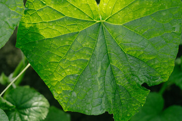 
Cucumber leaf, melons 2