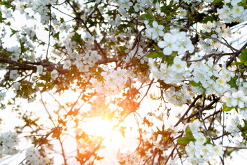 cherry blossom tree spring background texture