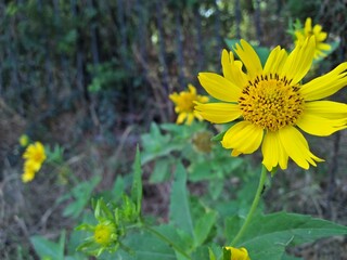 yellow flower in the garden