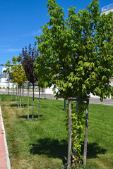 City park by Morning With Trees, Grass and Path
