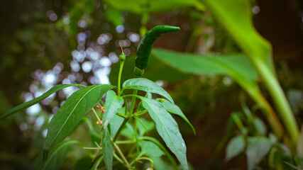 Small peppers are growing on the green pepper tree. A beautiful natural picture.
