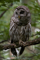Barred Owl Perched On a Branch