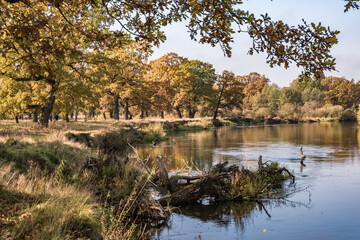 beautiful landscape in oak grove with clumsy branches near river in gold autumn