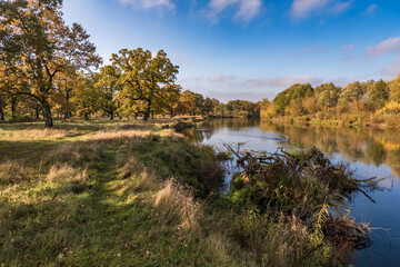 beautiful landscape in oak grove with clumsy branches near river in gold autumn