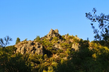 Pine tree in the mountains.  Mountain top covered with greenery