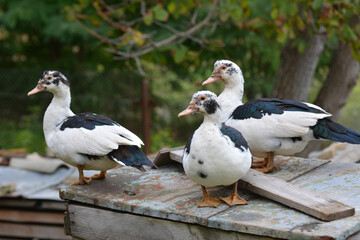 Adult ducks of musk breed (Cairina moschata)