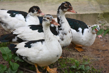 Adult ducks of musk breed (Cairina moschata)