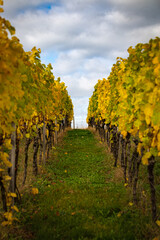 Fototapeta premium Weinstock