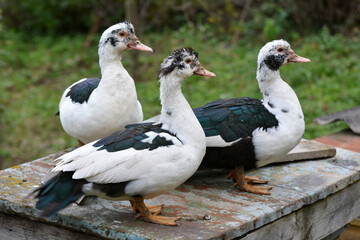 Adult ducks of musk breed (Cairina moschata)