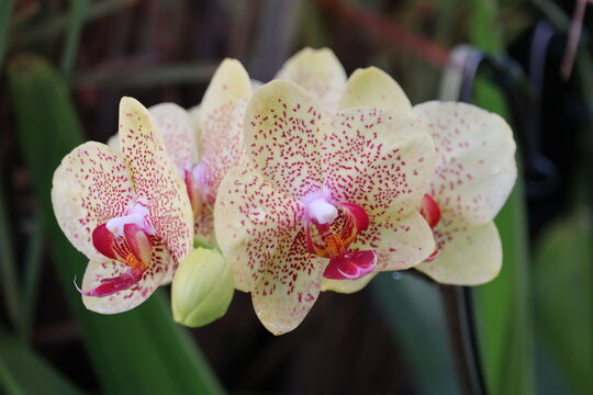 Flor Orquidia 