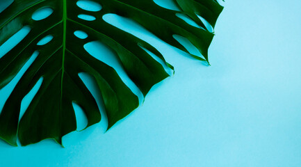 Green monstera leaf on a blue background