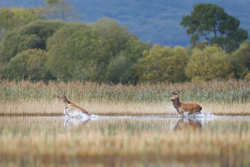 Pursuit after the doe. Killarney - Ireland © Marcin