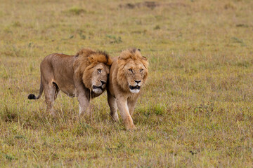 Brotherhood - coalition of male lion on the plains of the Masai Mara National Reserve in Kenya