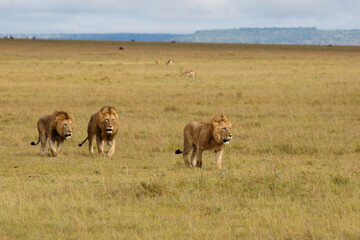Brotherhood - coalition of male lion on the plains of the Masai Mara National Reserve in Kenya