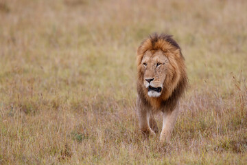 Naklejka na ściany i meble Male lion on the plains of the Masai Mara Game Reserve in Kenya